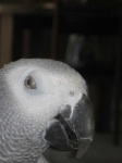 image of african_grey #32