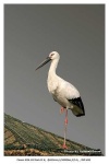 image of white_stork