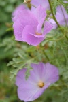 image of pelargonium #6