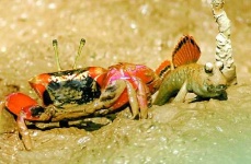 image of fiddler_crab #10