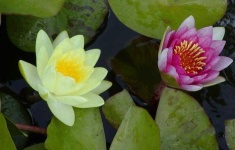 image of flower
