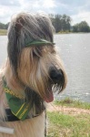 image of briard
