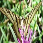image of animal