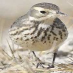 image of american_pipit #29