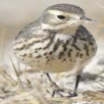 image of bird