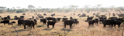 image of animal
