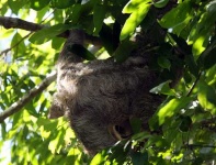 image of three_toed_sloth
