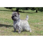 image of sealyham_terrier #8