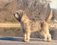 image of otterhound
