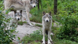 image of wolf #19