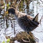 image of bird