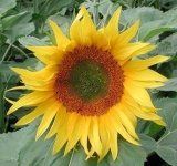 image of flower