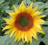 image of sunflower #2