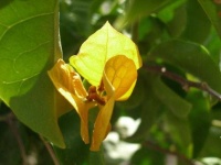 image of flower
