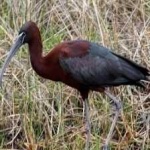 image of bird
