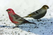 image of finch
