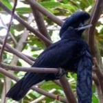image of bird