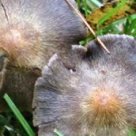image of bolete