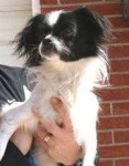 image of japanese_spaniel