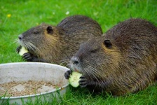 image of beaver