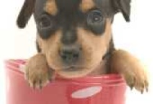 image of miniature_pinscher