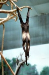 image of spider_monkey