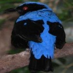 image of bird