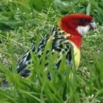 image of bird