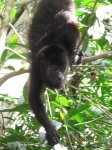 image of howler_monkey
