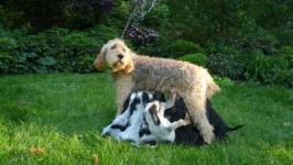 image of otterhound