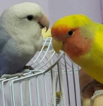 image of lovebird