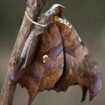 image of animal