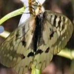 image of animal