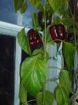 image of bell_pepper #22