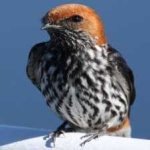 image of bird