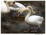 image of swan