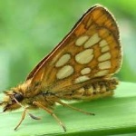 image of animal