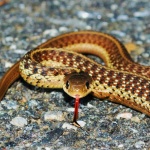 image of animal