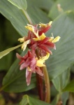 image of flower