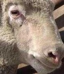 image of animal