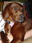 image of redbone