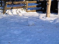image of ptarmigan