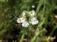 image of flower