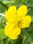 image of flower