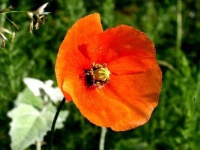 image of flower