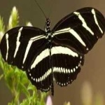 image of animal