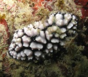 image of sea_slug #12