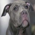 image of animal