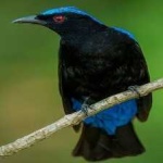 image of bird