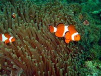 image of anemone_fish